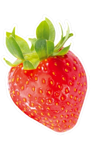 fraise gariguette