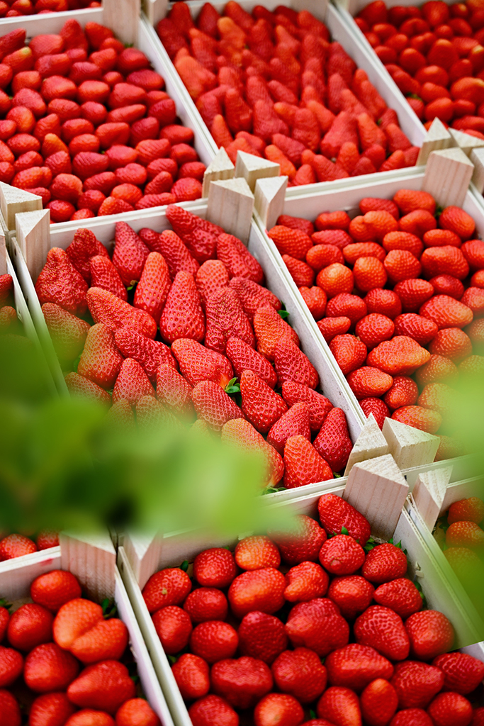 cagettes de fraises label rouge