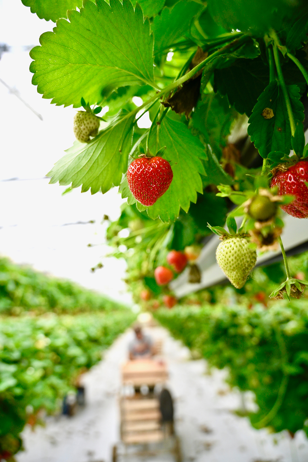 fraise label rouge en production culture hors-sol