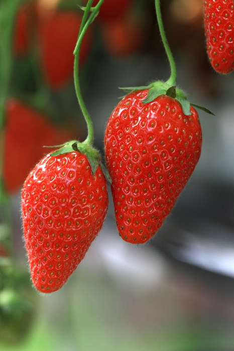 fraise label rouge en production